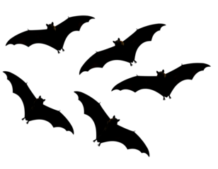 Flying Bats Silhouette Against White Background