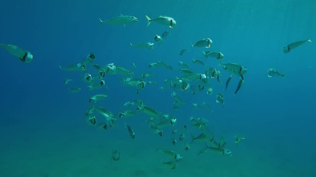 Forward movement approaching school of mackerels swim in circles with open mouths filtering plankton in blue water, Slow motion of Striped mackerel or Indian mackerel, Rastrelliger kanagurta