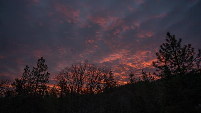 Sunrise in the Forest Timelapse