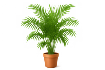 Potted indoor houseplant, a phoenix palm gracing an elegant terracotta pot, decorating home and office space with lush foliage