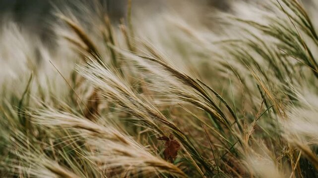 Gentle breeze rustles feathery grass stalks in soft focus outdoor scene.