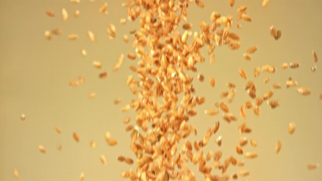 Wheat grains fall on a light background. Filmed on a high-speed camera at 1000 fps. High quality FullHD footage