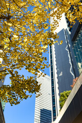 都心散歩　黄葉始まる街路樹の銀杏並木