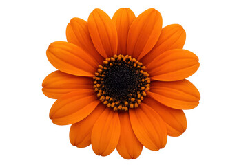 Bright orange daisy flower blooming with petals showing unique intricate detail, isolated on transparent background