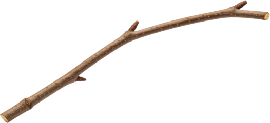 A Single Brown Tree Branch With Small Buds And A Rough Texture Isolated On A Transparent Background Twig Wood Nature Bark Transparent Background Isolated Object Transparent Background