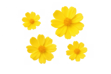 Yellow coreopsis flowers scattering with bright petals, symbolizing spring, nature, and growth on a transparent background