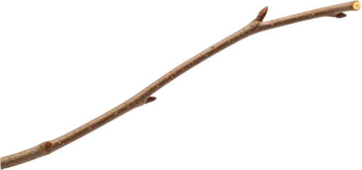 A Single Brown Woody Twig With Small Buds And Leaf Scars Isolated On A Transparent Background With A Clean Cut At One End Ready To Isolate Branch Nature Plant Transparent Background