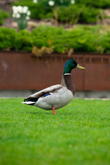 Obraz premium Close-up view of a male mallard standing on fresh green grass with natural textures and bright outdoor light. drake is in an alert position with it head high