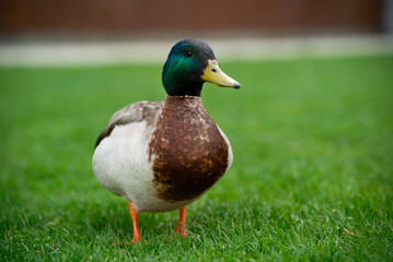  Wildlife photo of a male mallard duck captured with sharp feather detail, shallow depth of field, and a clean background that emphasizes color and form of the drake