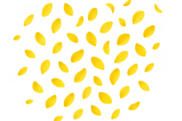 Yellow petals falling, spring cherry blossom or sunflower flowers creating a vibrant floral transparent background pattern