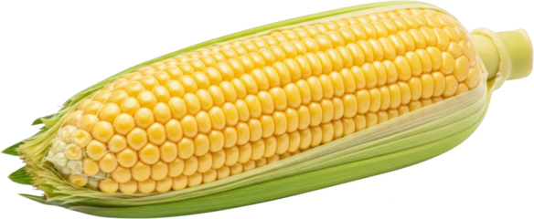 Fresh Yellow Corn On The Cob With Green Husks Isolated Transparent Background To Isolate Maize Food Vegetable Agriculture Grain Harvest Organic Natural Healthy