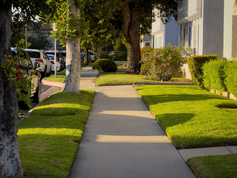 Well-maintained suburban sidewalk bordered by trimmed hedges, flowering bushes, and mature trees with golden hour lighting