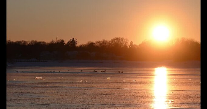 Geese on Frozen Lake at Sunset at Oshkosh, Wisconsin in Winter.