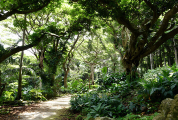 Sunlit Tropical Forest Path with Ancient Trees and Lush Greenery