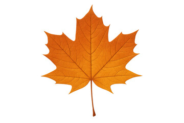 Obraz premium Maple leaf displaying vivid orange color, symbolizing autumn and canadian nature with a transparent background