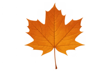 Maple leaf displaying vivid orange color, symbolizing autumn and canadian nature with a transparent background