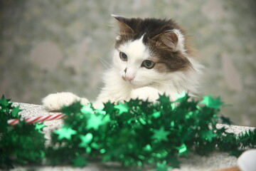Pretty cat with christmas decorations