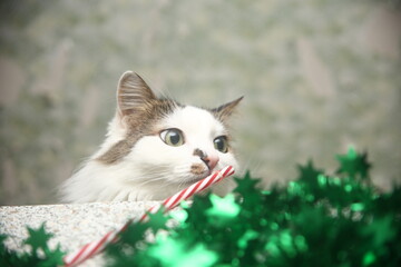 Pretty cat with Christmas Decorations