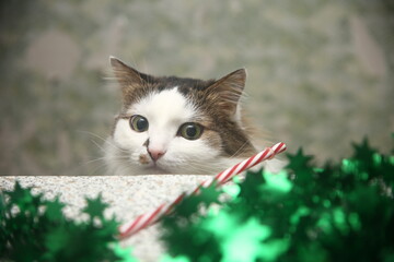 cat with the Christmas Decorations