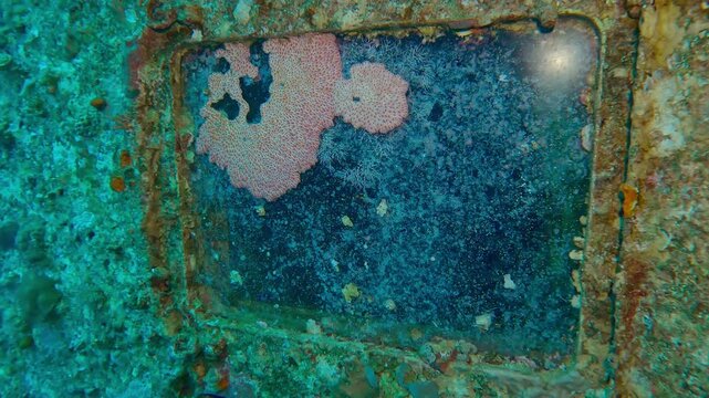 Overgrown with marine organisms glass of wheelhouse on Salem Express ferry, Wreckship in Red Sea, Slow motion, Forward movement, Details of sunken ship in the depth sea