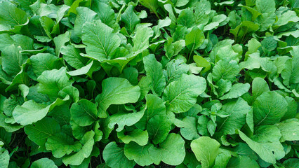 Healthy Mustard Green Leaves in Natural Sunlight