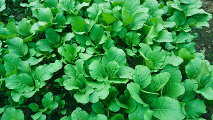 Healthy Mustard Green Leaves in Natural Sunlight