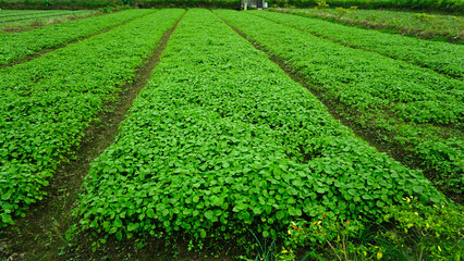 Young Spinach Sprouts in Vegetable Farm