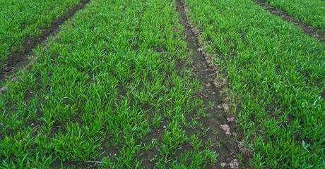 Fresh Water Spinach Growing in the Garden