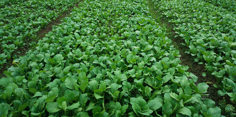 Healthy Mustard Green Leaves in Natural Sunlight