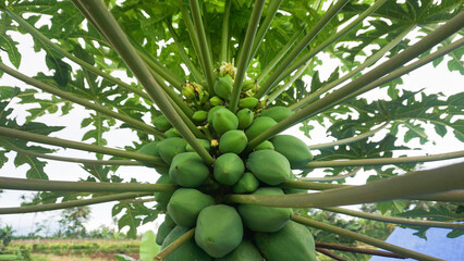 Tropical Papaya Tree Growing in the Garden