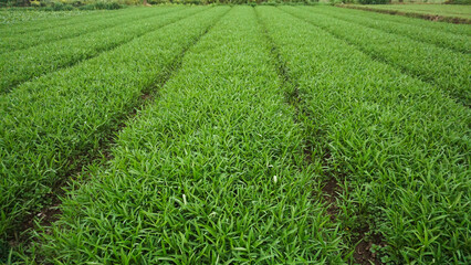 Organic Water Spinach (Kangkong) Leaves in Natural Light