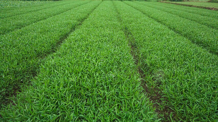 Organic Water Spinach (Kangkong) Leaves in Natural Light