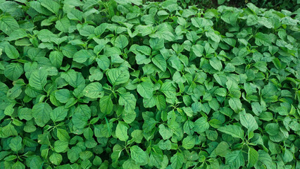 Young Spinach Sprouts in Vegetable Farm