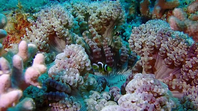 Footage of Clownfish and anemone at Tioman island