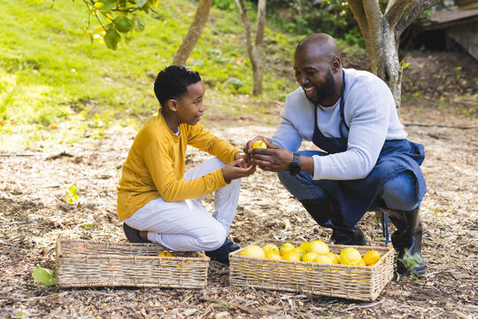 African American family crouching in lemon orchard, sorting ripe yellow lemons into wicker baskets