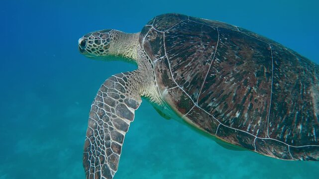 Close-up of Sea turtle blows air bubbles and swimming in the blue water, Slow motion of Great Green Sea Turtle, Chelonia mydas swim in the sea