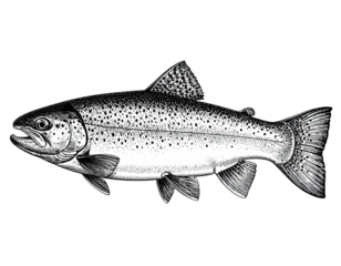 Detailed grayscale illustration of a trout, side profile, against a black background