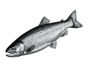 Black and white illustration of a fish in a side profile, with detailed scales and fins