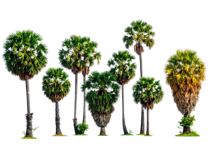 Cluster of tropical palm trees against a stark black backdrop