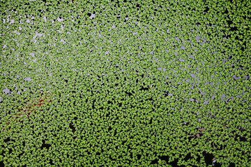 増えるアオウキクサ