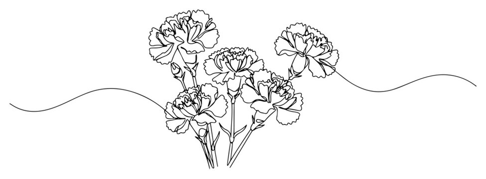 Carnation flowers continuous line art drawing vector illustration