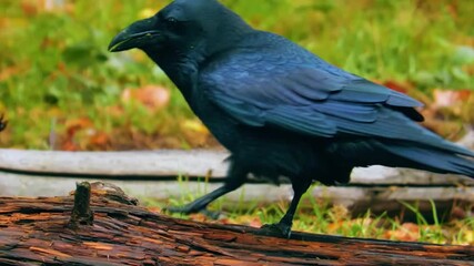 Black Crow on Ground