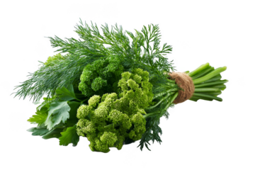 Fresh bunch of green herbs including parsley and dill on a transparent background, ready for cooking and seasoning dishes