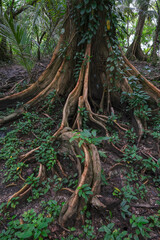 Fototapeta premium Bocas del Toro, Panama - November 25, 2025: Detail of a tree in a wooded area on Carenero Island in the Bocas del Toro Archipelago, Panama.