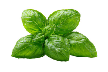 Fototapeta premium Fresh basil leaves with water droplets on a transparent background for cooking ingredients and garnishes