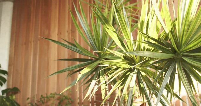 Gentle breeze entering sunlit sunroom is causing dracaena plant leaves to sway against wooden slats