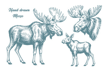 Hand-drawn illustration of a moose isolated on a white background.