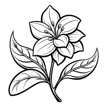 daphne bholua line art vector illustration isolated