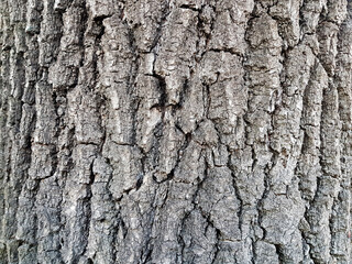 Wooden background. Close up of tree bark texture.