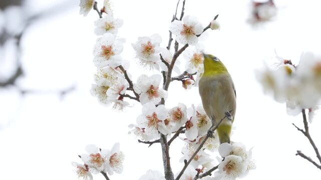 梅の花の蜜を吸う野鳥メジロの4Kスローモーション動画
